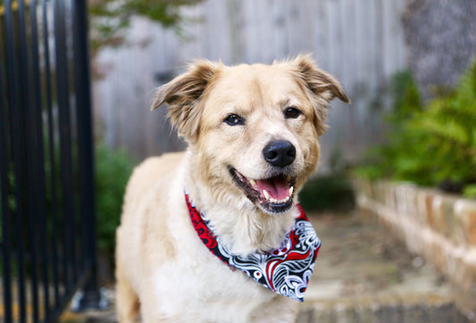 Advantages of Regular Grooming
