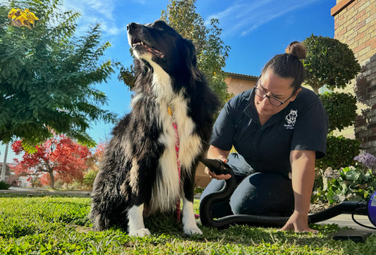 Embracing Fear-Free Grooming