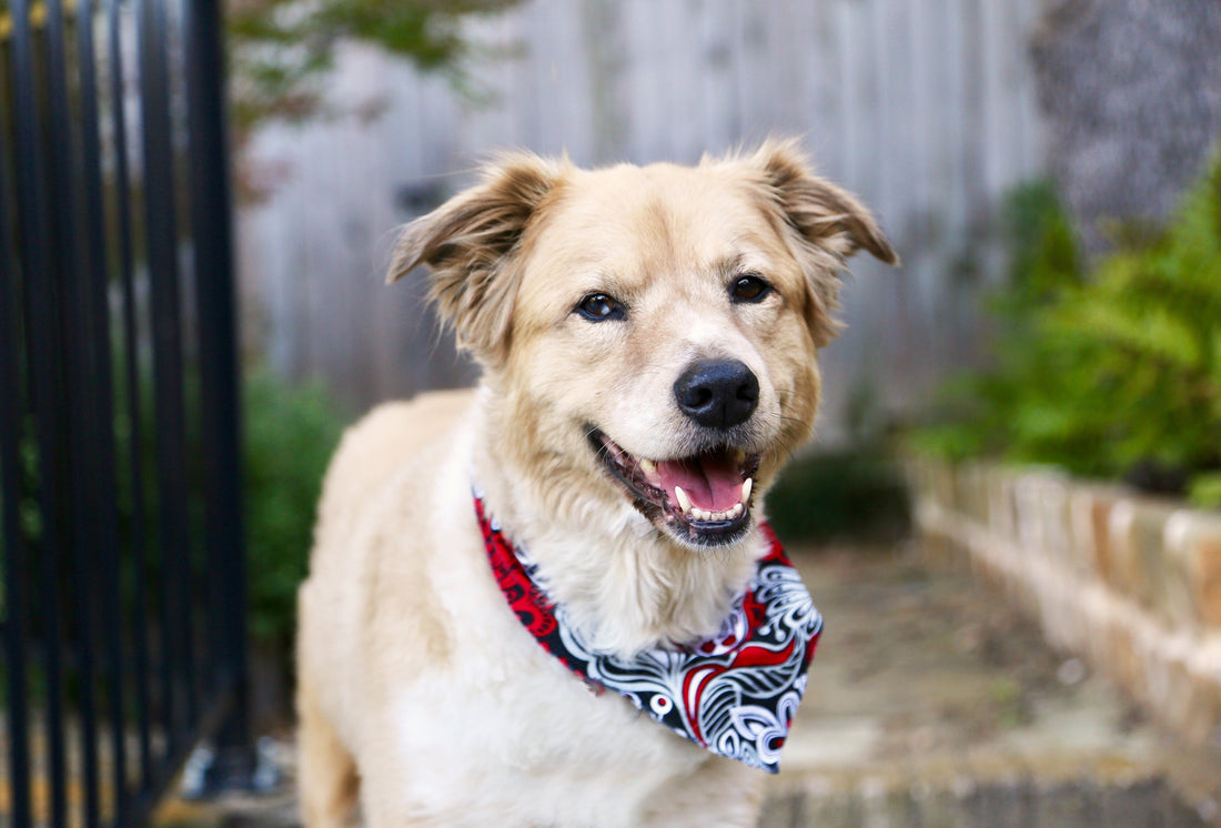 Advantages of Regular Grooming