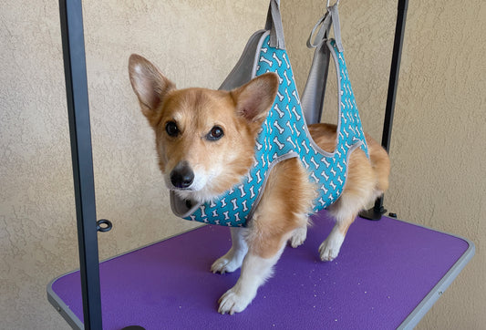 Keeping Your Dog's Nails Trimmed