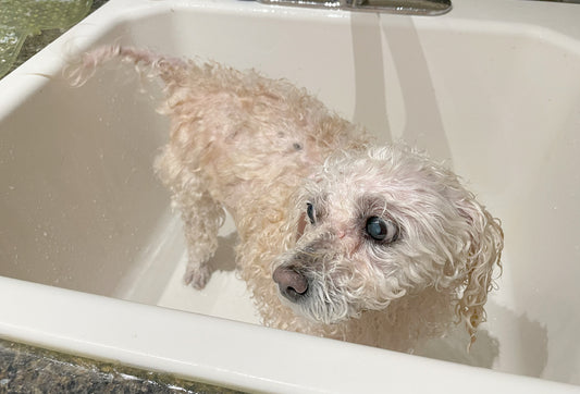 Unveiling the Healing Touch of Grooming for Senior Dogs