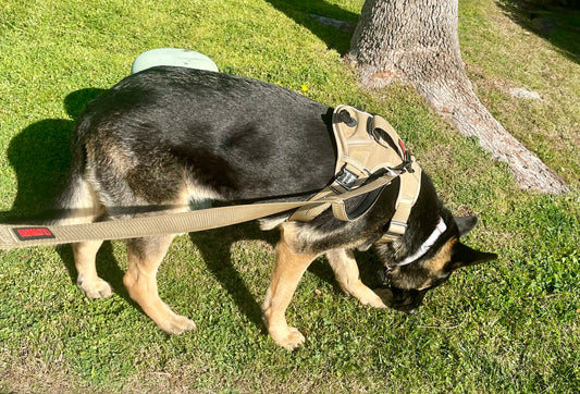 Sniffing Walks